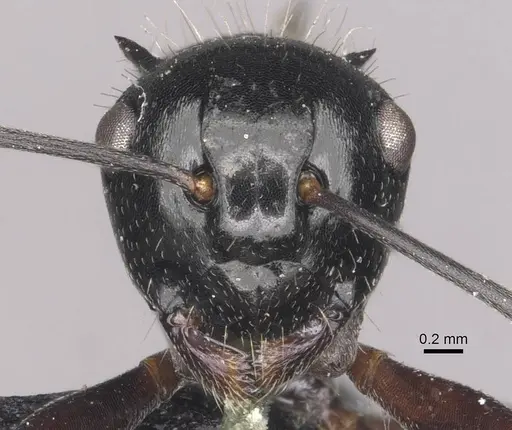 Polyrhachis fissa - CASENT0910948