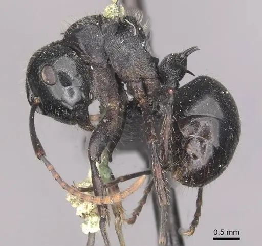 Polyrhachis fissa - CASENT0910948