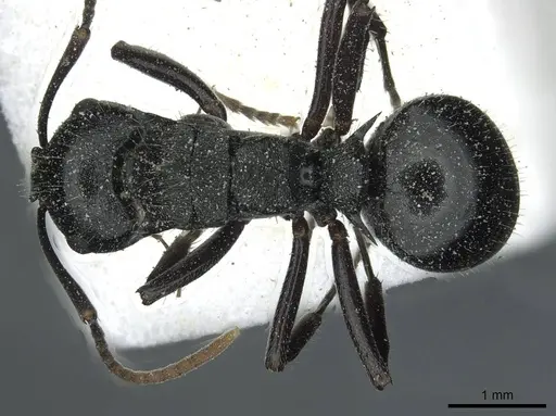 Polyrhachis fissa - CASENT0912119