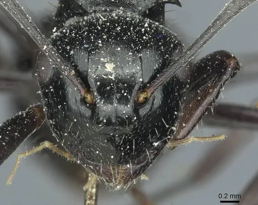 Polyrhachis fissa - CASENT0912119
