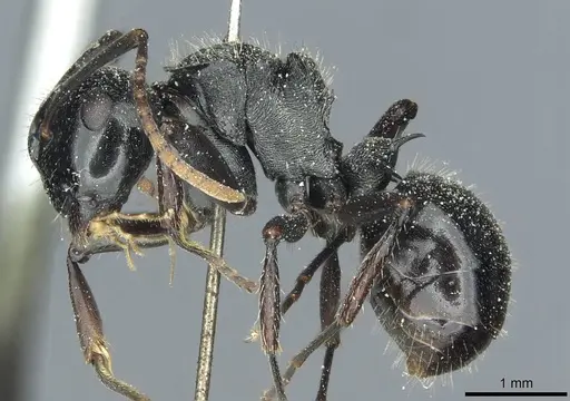 Polyrhachis fissa - CASENT0912119