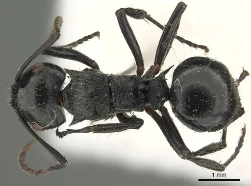 Polyrhachis fissa - CASENT0915812