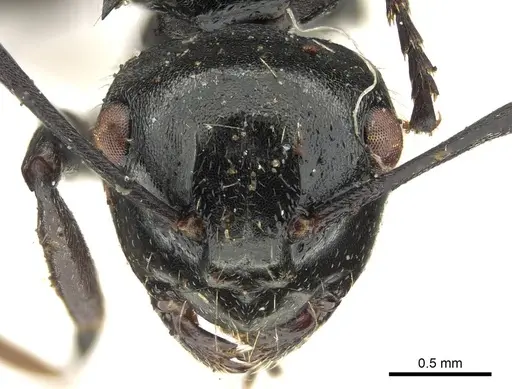 Polyrhachis fissa - CASENT0915812