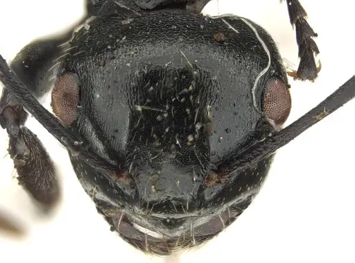 Polyrhachis fissa - CASENT0915812
