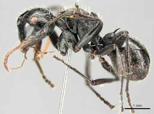 Polyrhachis fissa - CASENT0915812
