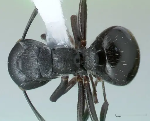 Polyrhachis fissa - FOCOL1787-1