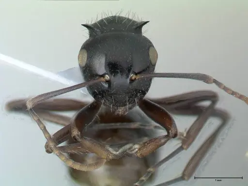 Polyrhachis fissa - FOCOL1787-1