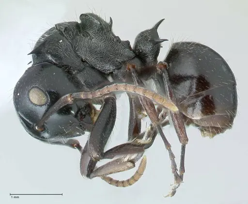 Polyrhachis fissa - FOCOL1787-1
