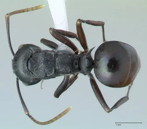 Polyrhachis fissa - FOCOL1787-2