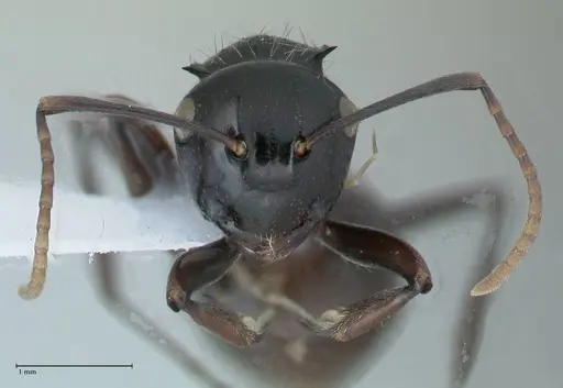 Polyrhachis fissa - FOCOL1787-2