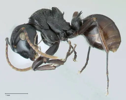 Polyrhachis fissa - FOCOL1787-2