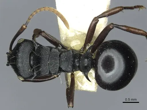 Polyrhachis fissa - RMCAENT000017822