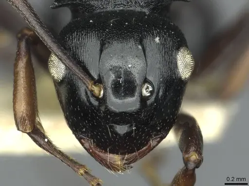 Polyrhachis fissa - RMCAENT000017822