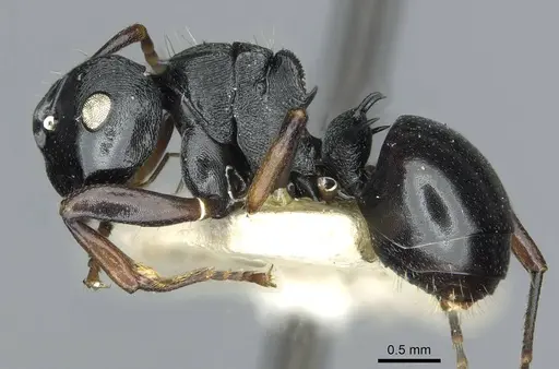 Polyrhachis fissa - RMCAENT000017822
