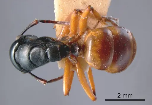 Polyrhachis flavibasis specimen