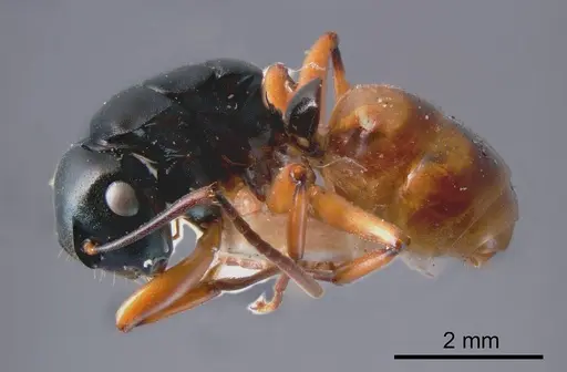 Polyrhachis flavibasis specimen