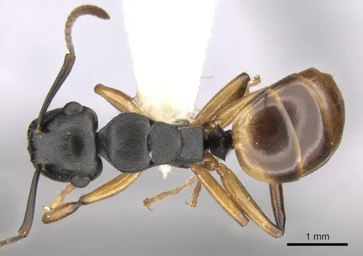 Polyrhachis flavibasis - CASENT0281344