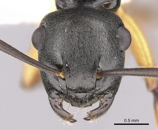 Polyrhachis flavibasis - CASENT0281344
