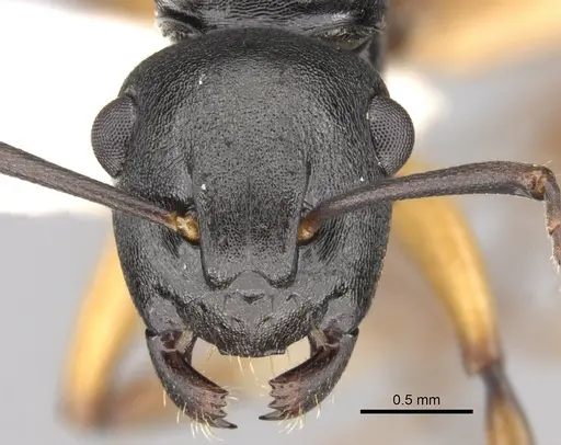 Polyrhachis flavibasis - CASENT0281344