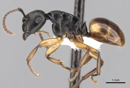 Polyrhachis flavibasis - CASENT0281344
