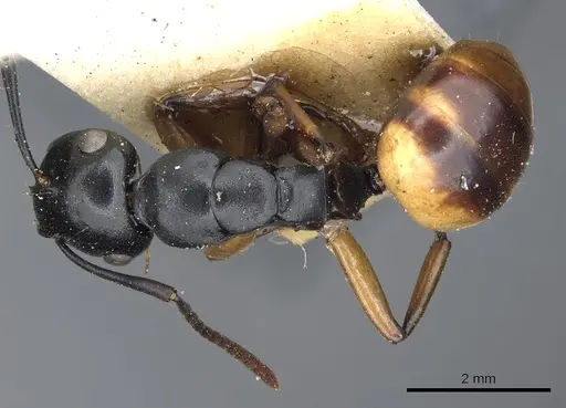 Polyrhachis flavibasis - CASENT0903300