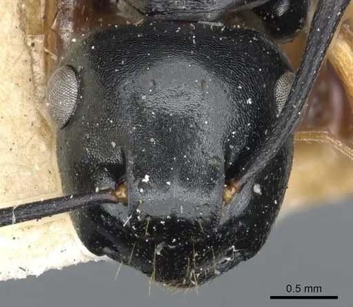 Polyrhachis flavibasis - CASENT0903300