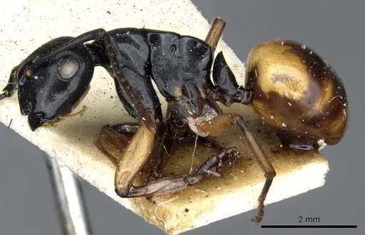 Polyrhachis flavibasis - CASENT0903300