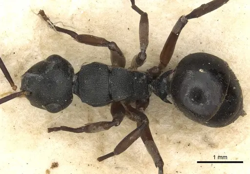 Polyrhachis flavicornis specimen