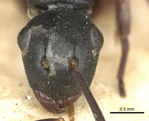 Polyrhachis flavicornis specimen