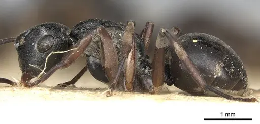 Polyrhachis flavicornis specimen