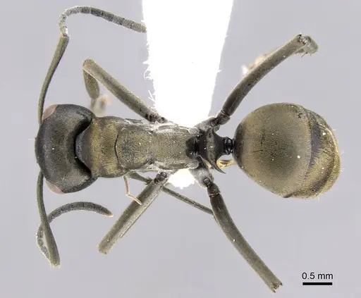 Polyrhachis flavoflagellata specimen