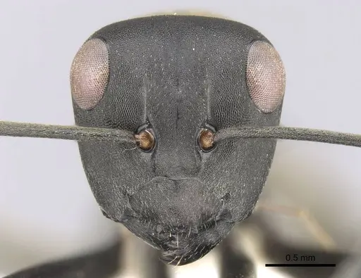 Polyrhachis flavoflagellata specimen