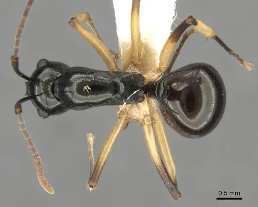 Polyrhachis follicula specimen
