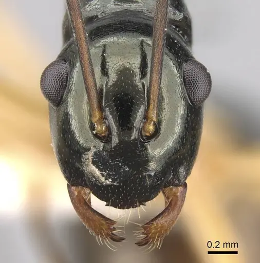 Polyrhachis follicula specimen