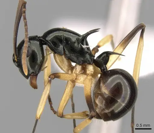 Polyrhachis follicula specimen