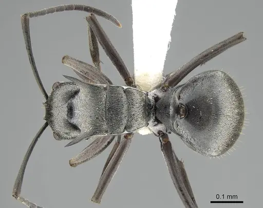 Polyrhachis foreli specimen