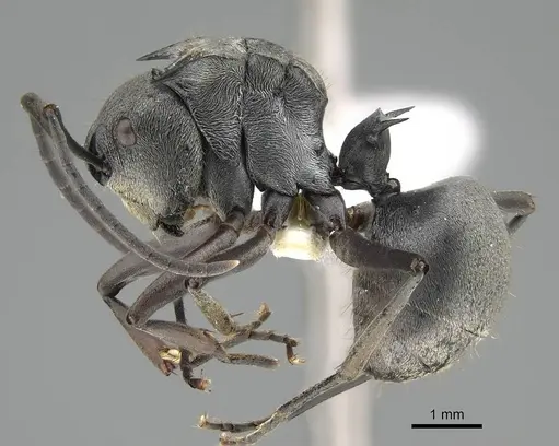 Polyrhachis foreli specimen