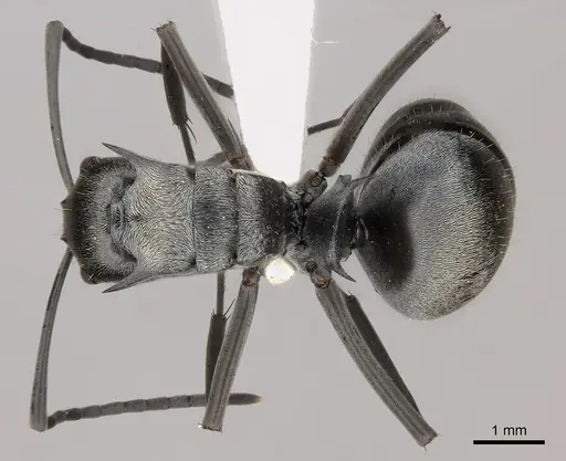 Polyrhachis foreli - CASENT0217430