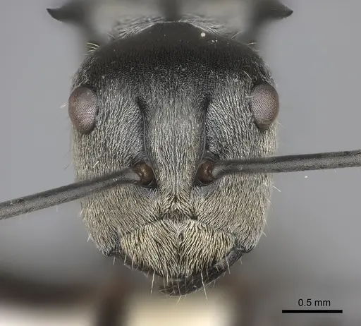 Polyrhachis foreli - CASENT0217430