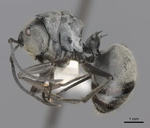 Polyrhachis foreli - CASENT0217430