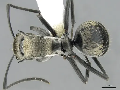Polyrhachis foreli - CASENT0281394