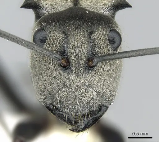 Polyrhachis foreli - CASENT0281394