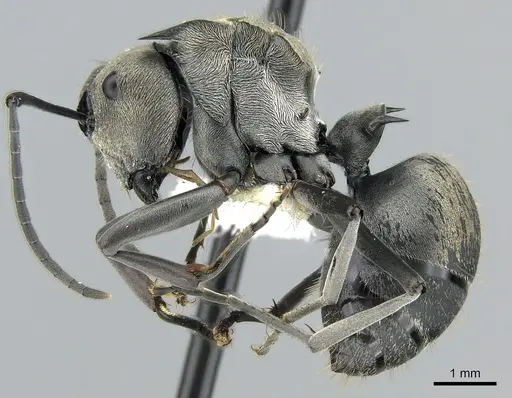 Polyrhachis foreli - CASENT0281394