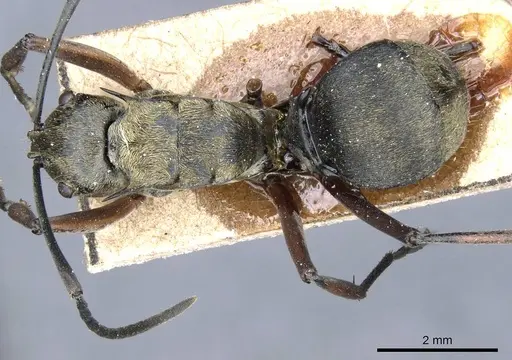 Polyrhachis foreli - CASENT0905611