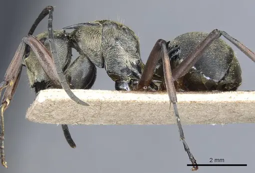 Polyrhachis foreli - CASENT0905611