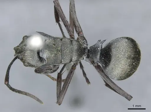 Polyrhachis foreli - CASENT0910923