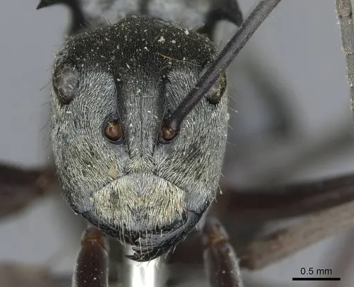 Polyrhachis foreli - CASENT0910923