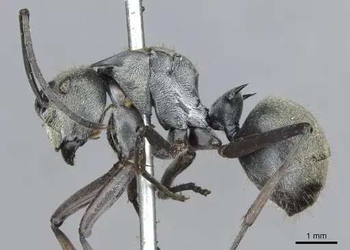 Polyrhachis foreli - CASENT0910923