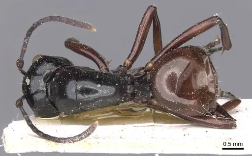 Polyrhachis fornicata specimen