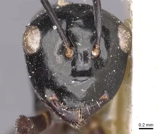Polyrhachis fornicata specimen